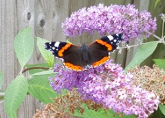 20170715 Red Admiral